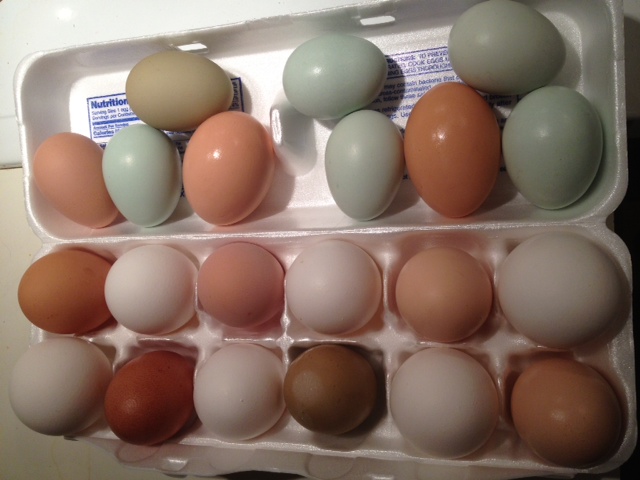 eggs 1_6_14