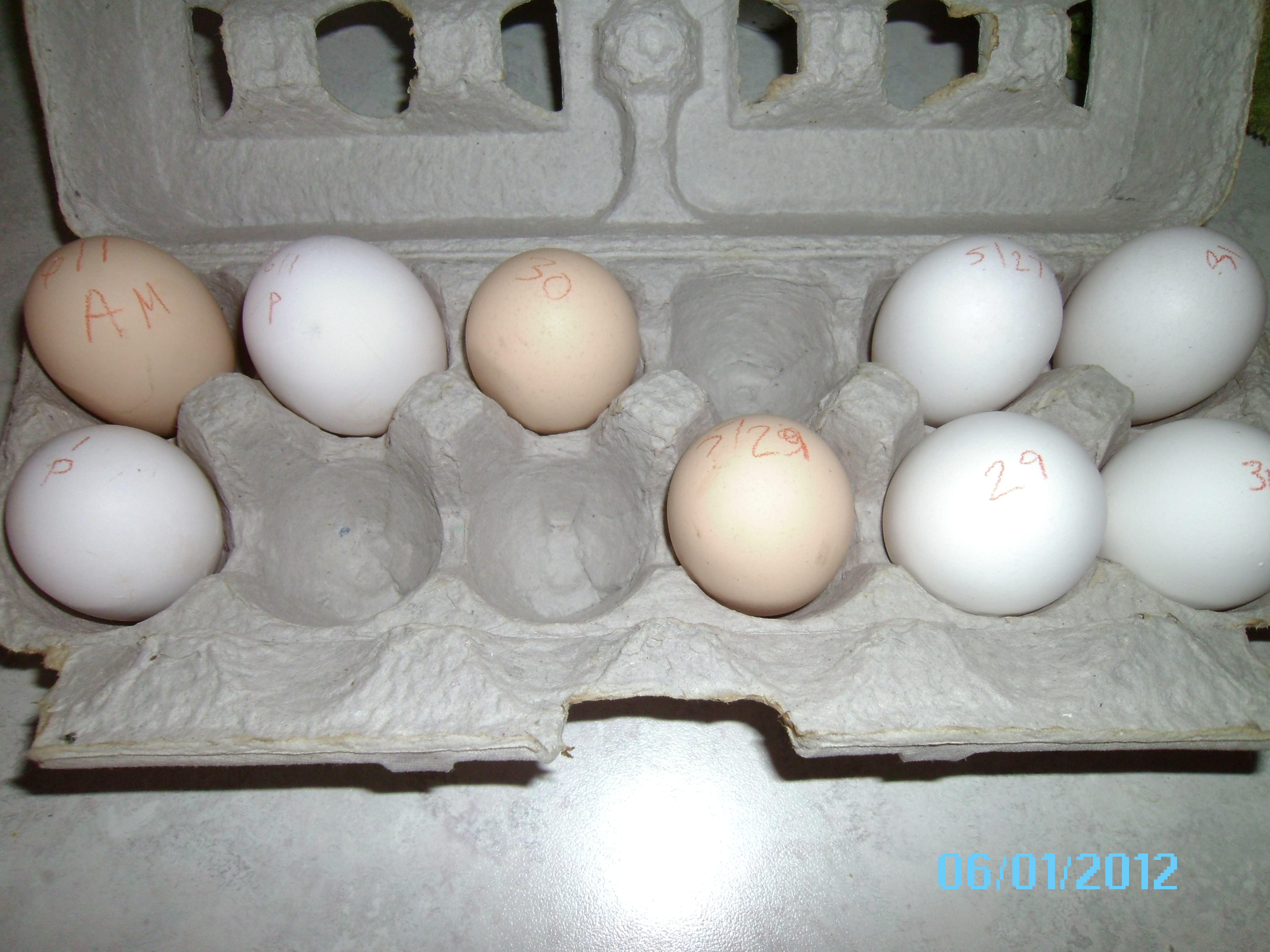 Eggs, all 3 girls are laying now, actually got a full dozen this week,  oddly enough though one Leghorn lays a small white egg while the other Leghorn lays a large white egg.  Maybe this is normal.