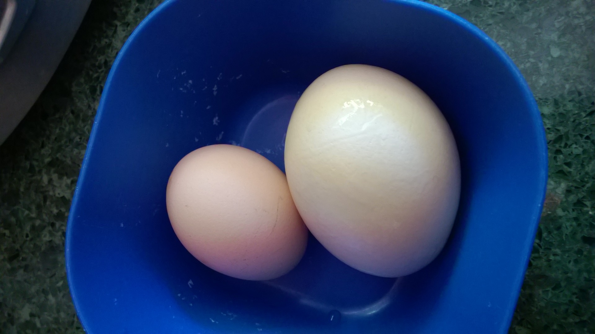 Eggs (Aug 2016).jpg