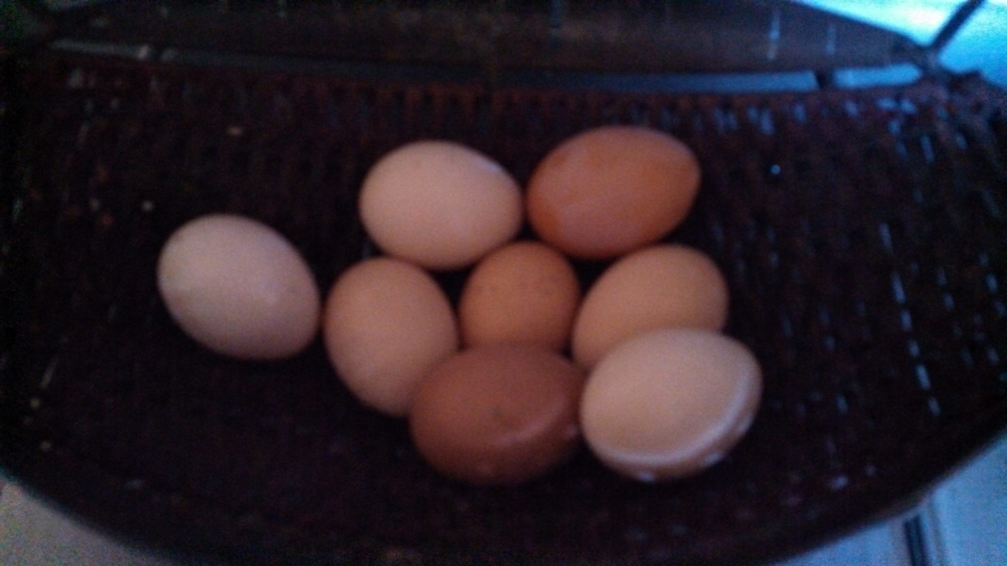 Eggs collected from my first flock of free chickens collected on Craigslist