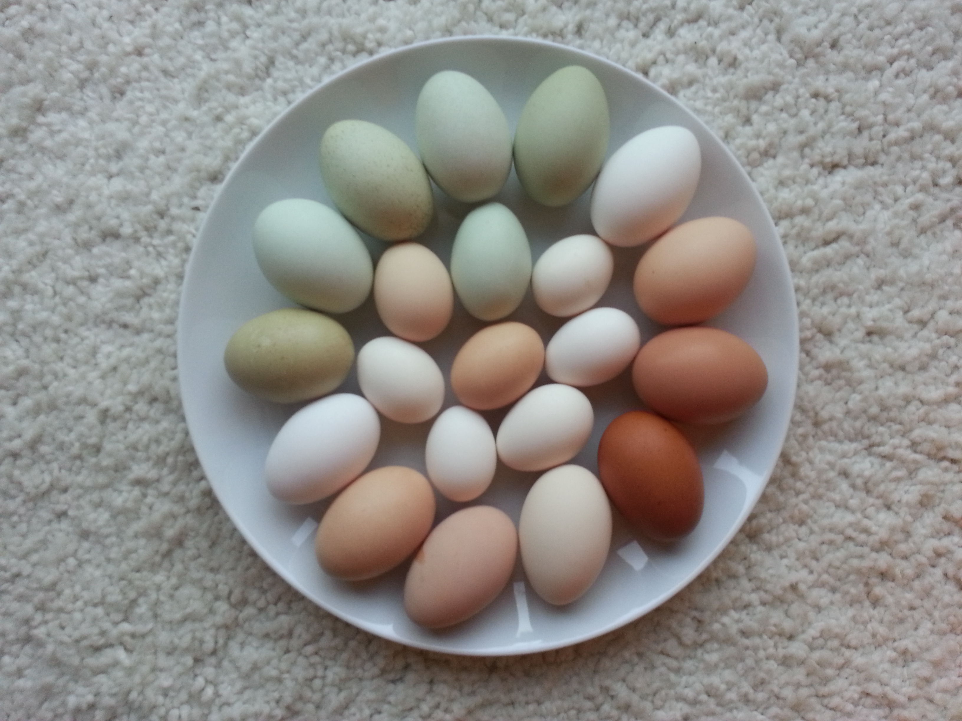 Eggs - colorful & various sized