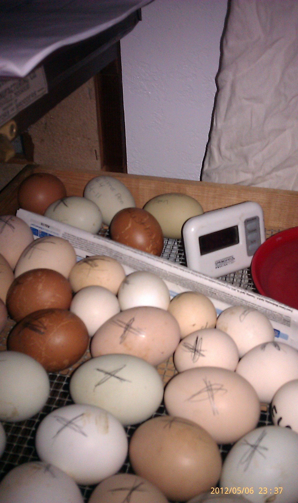 eggs divided in bator