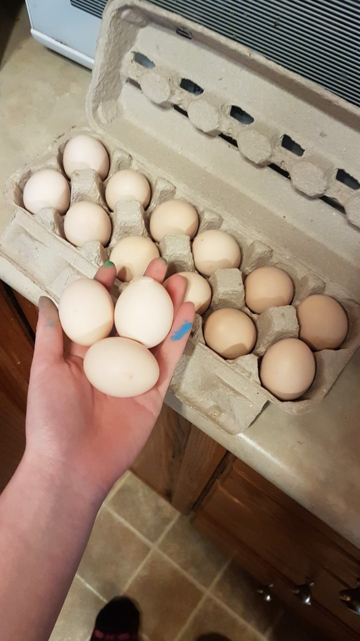 Eggs Eggs Eggs