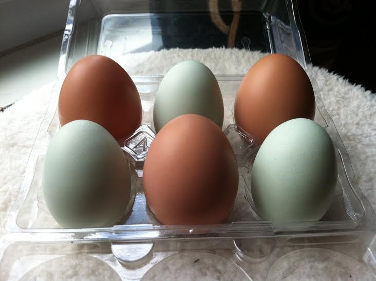 Eggs for neighbors earlier this week.  Amelia's eggs are more brown than pink now.