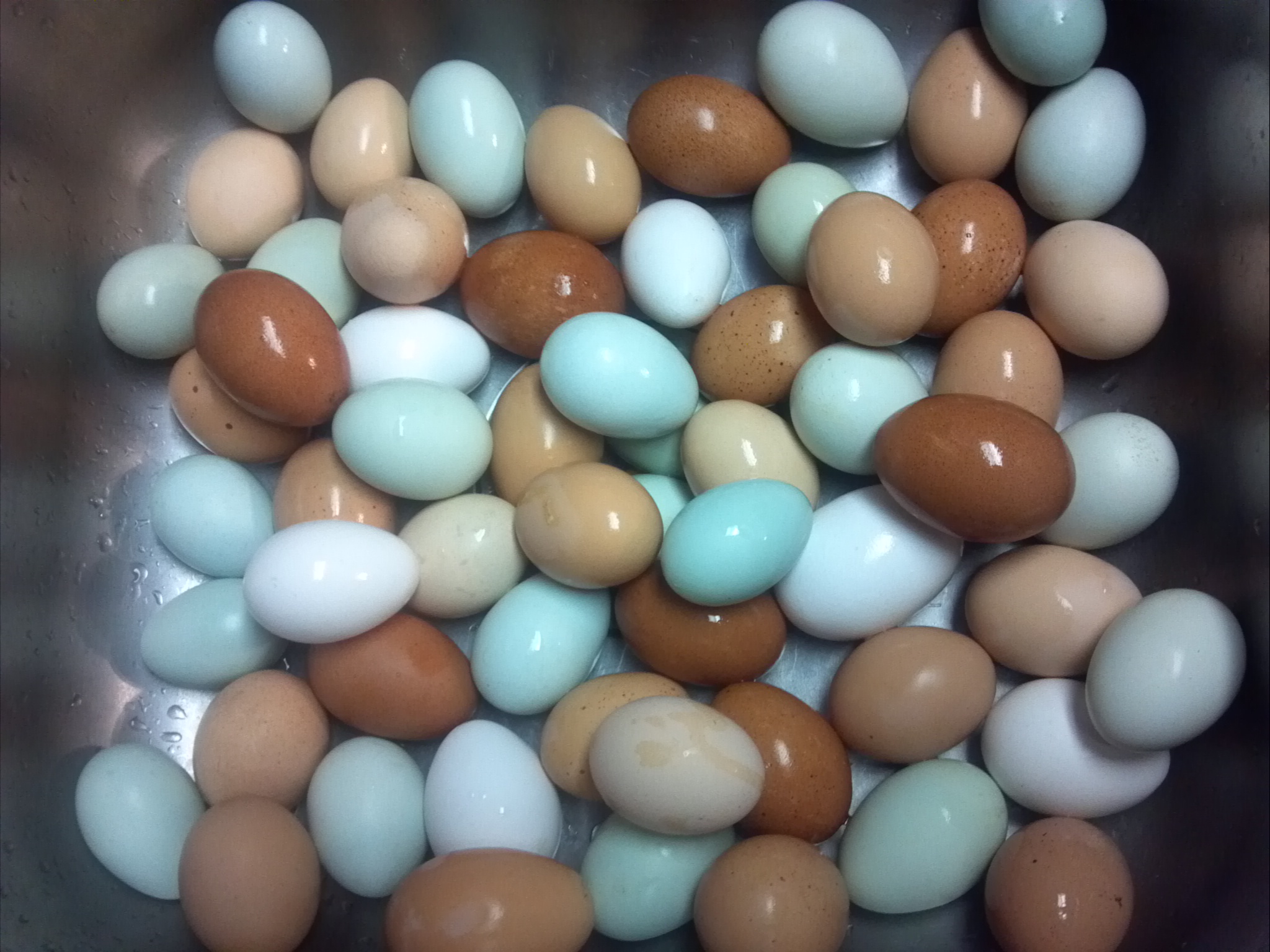 Eggs from 12/27/12