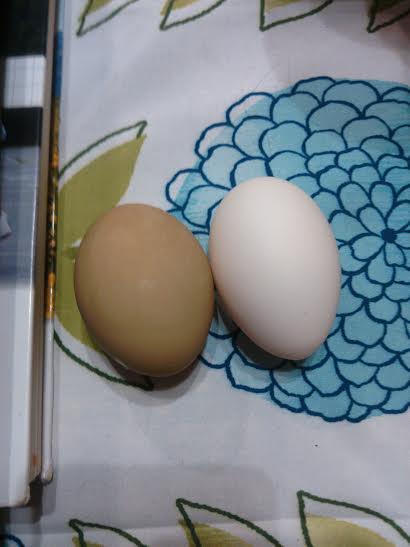 Eggs from 4/25/15