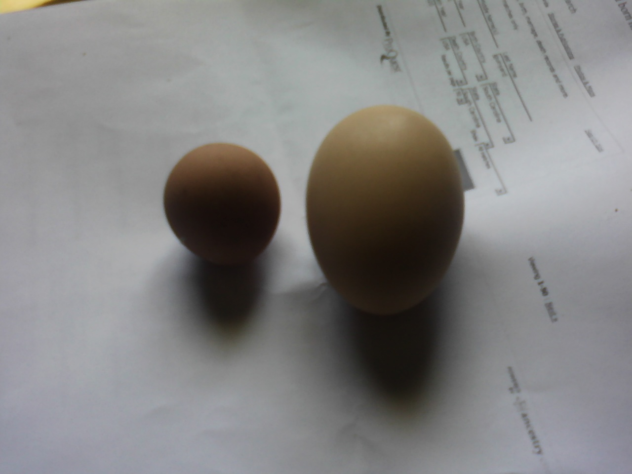 eggs from another angle