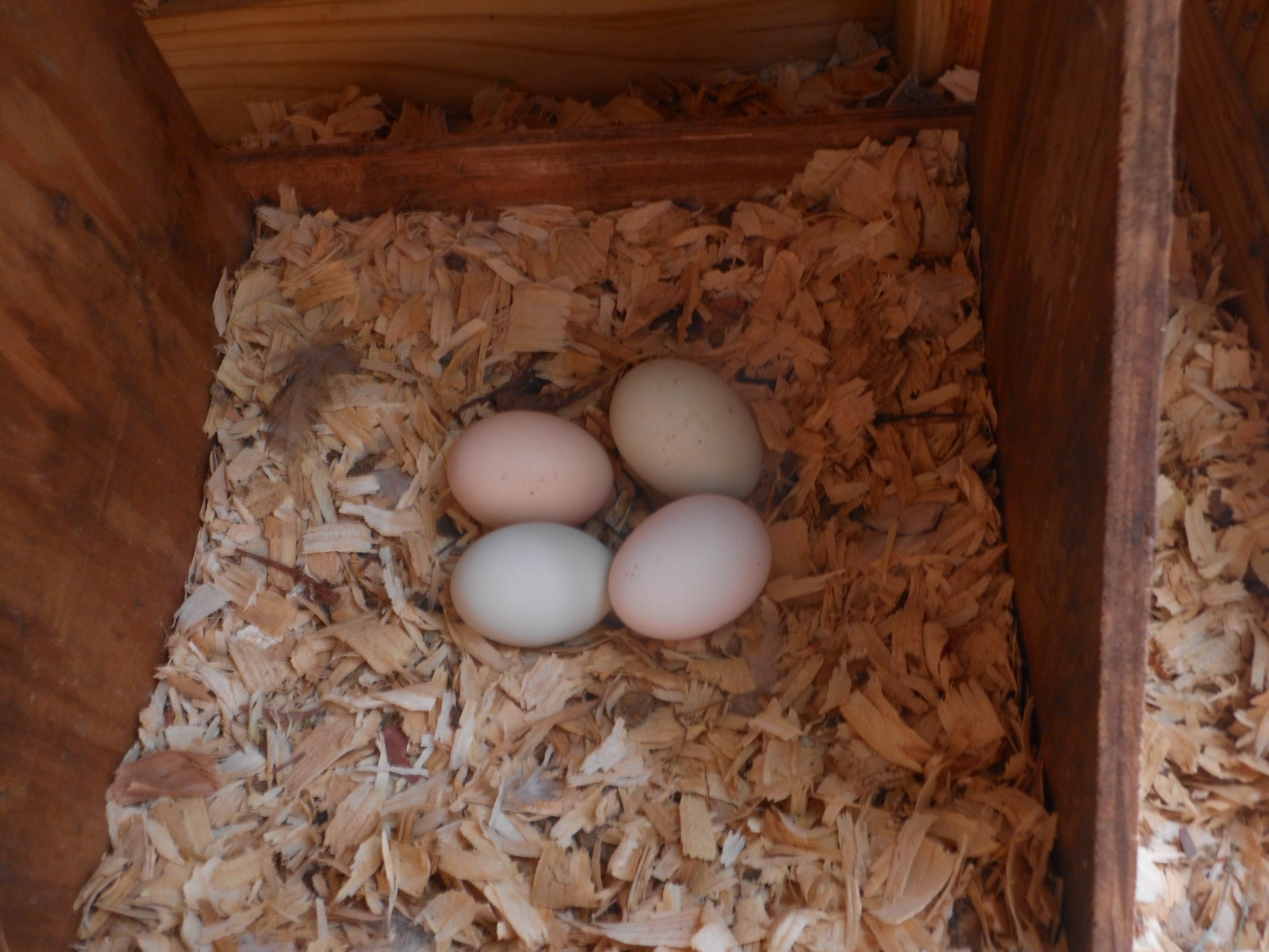 Eggs from Jill, Iris, Lanna and Bonnie