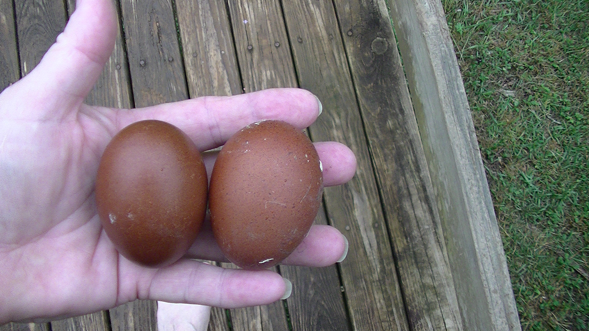 eggs from last year's(2012) hatch pullets