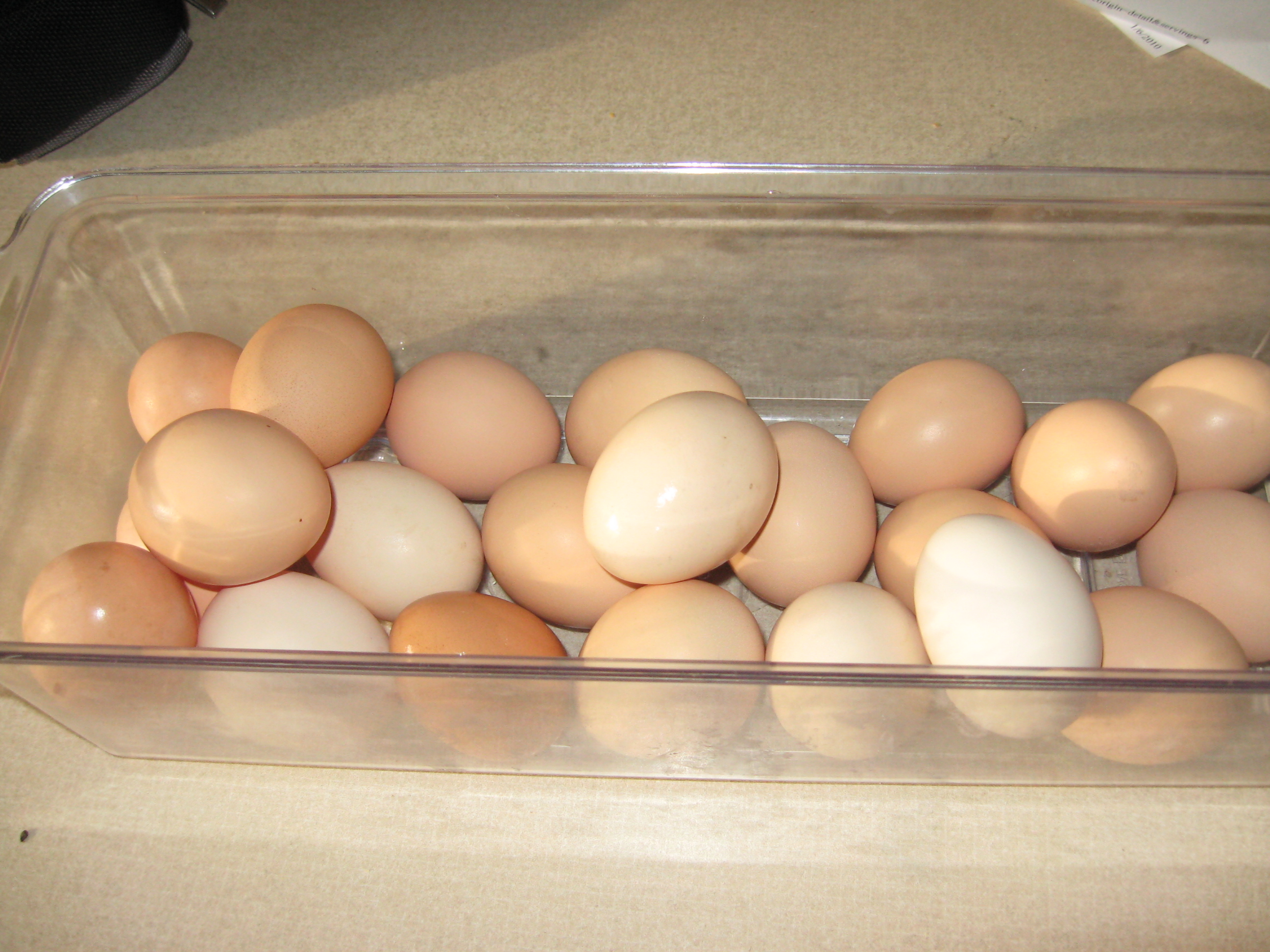 Eggs from our first set of chickens