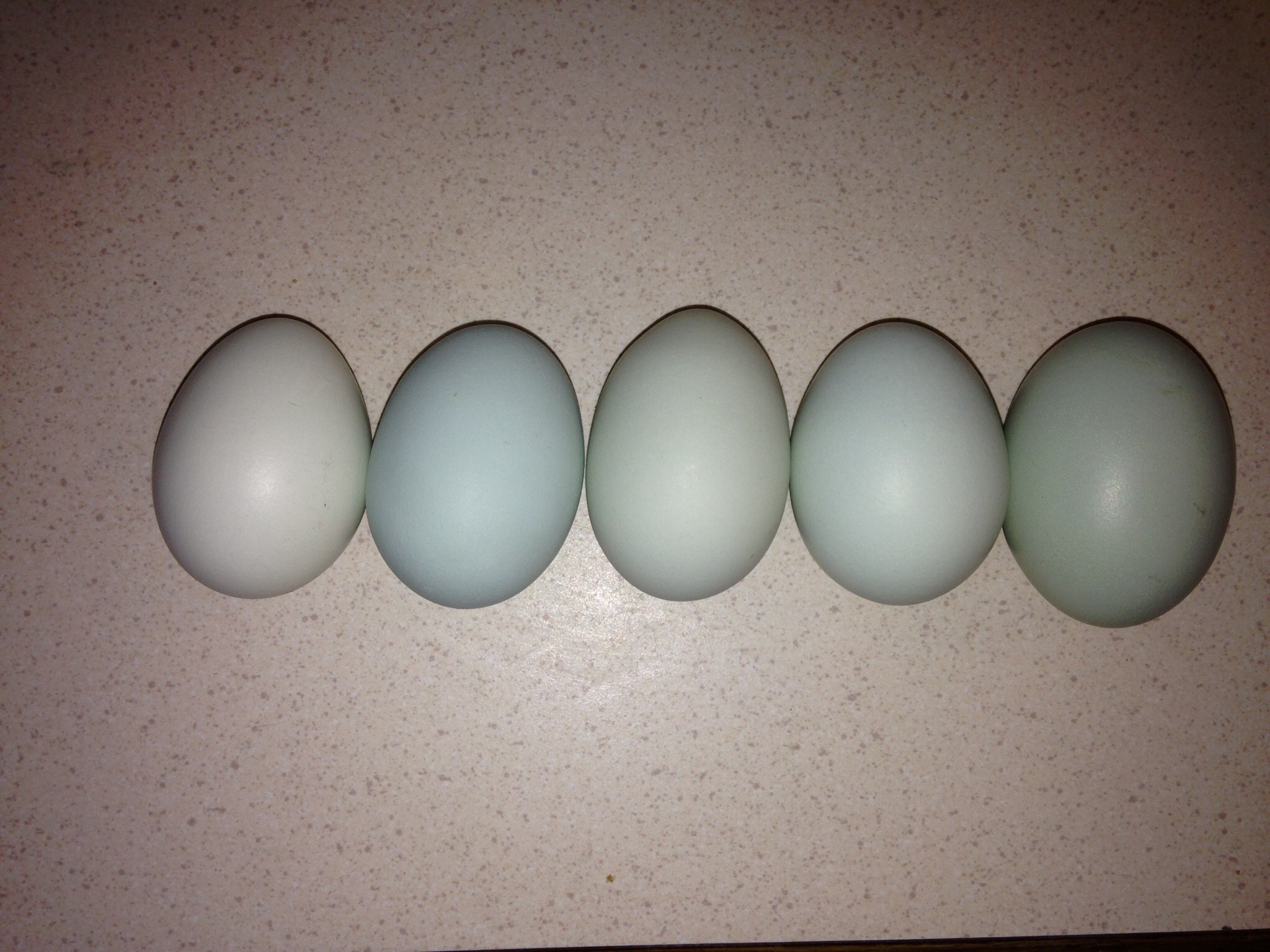 Eggs from our five EE girls all laid in one day