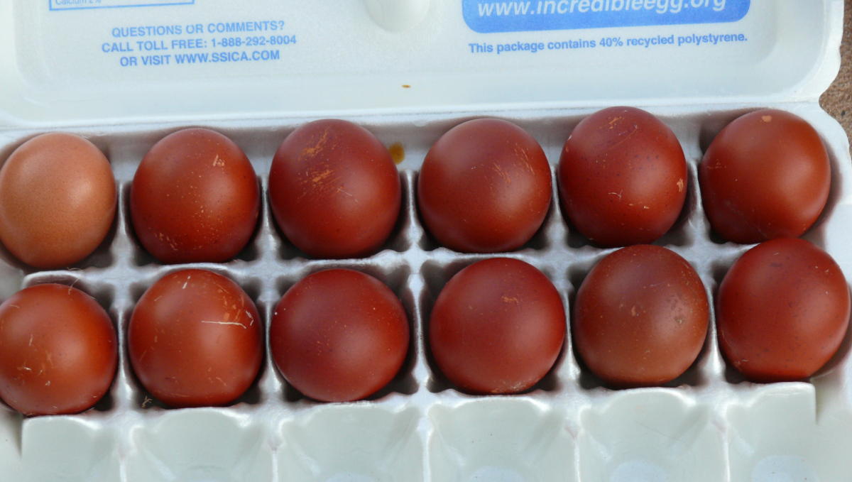 eggs from our two hens