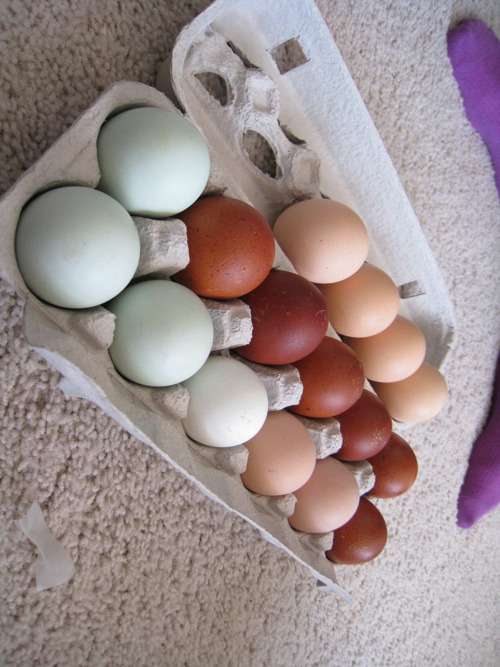 Eggs from pawtraitart!