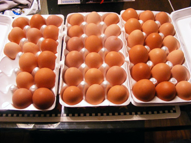 Eggs from Red Sex Link, Rhode Island Red, Barred Plymouth Rock, and Buff Orpington.