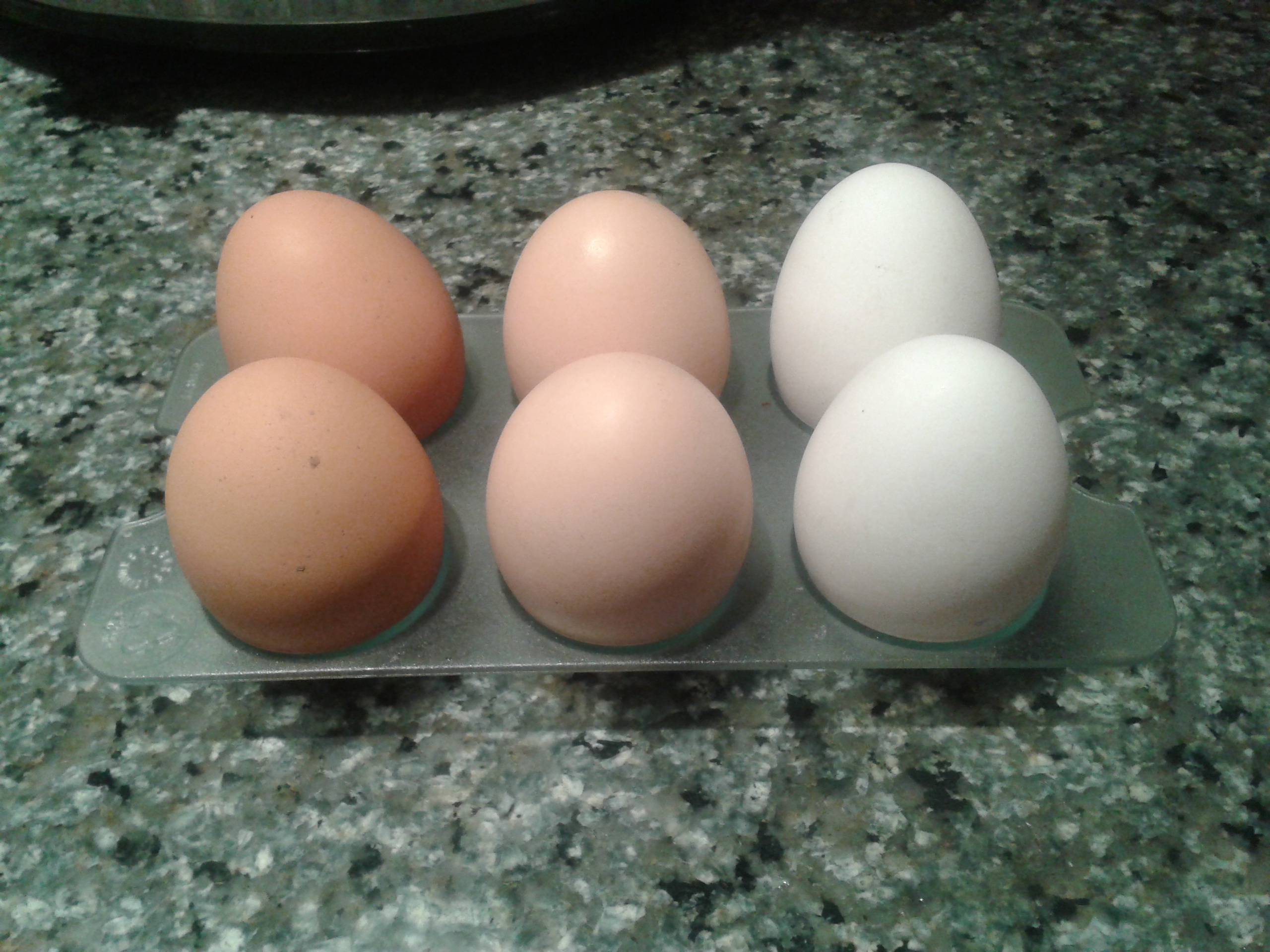 eggs from RIR (left) Light Sussex (mid) and Echequer Leghorn (right)