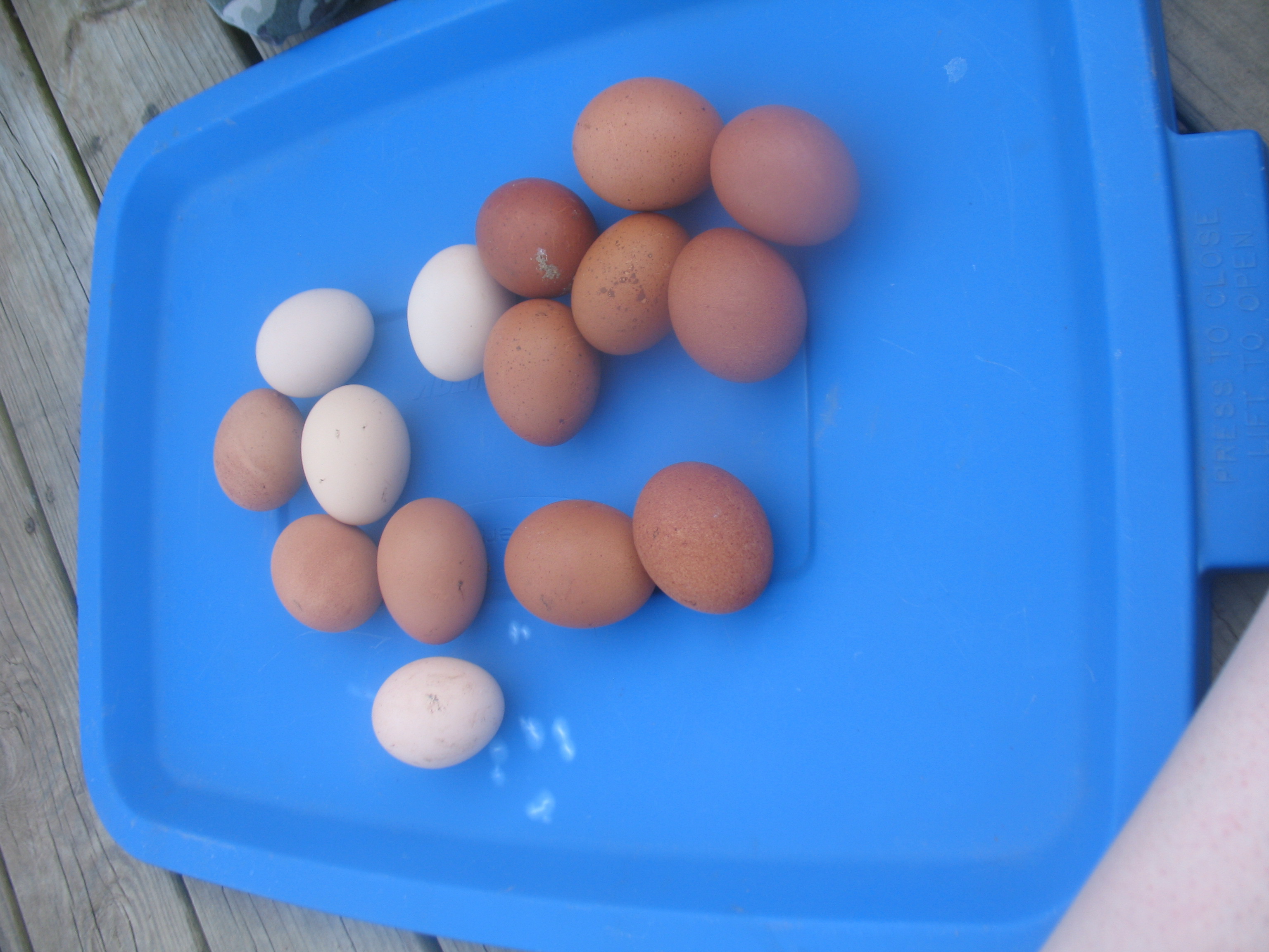 eggs from the coop