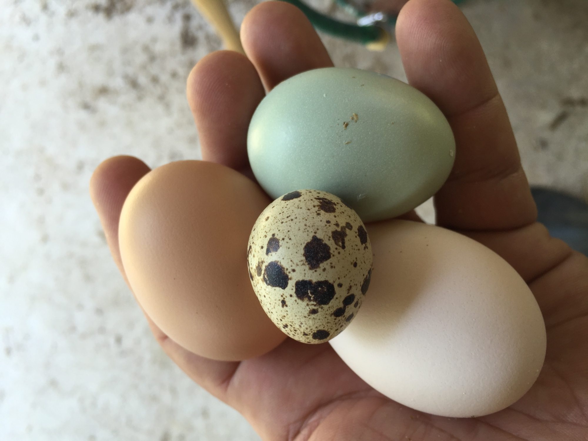 Eggs Golden Sex Link White Jersey Giant Easter Egger Coturnix Quail