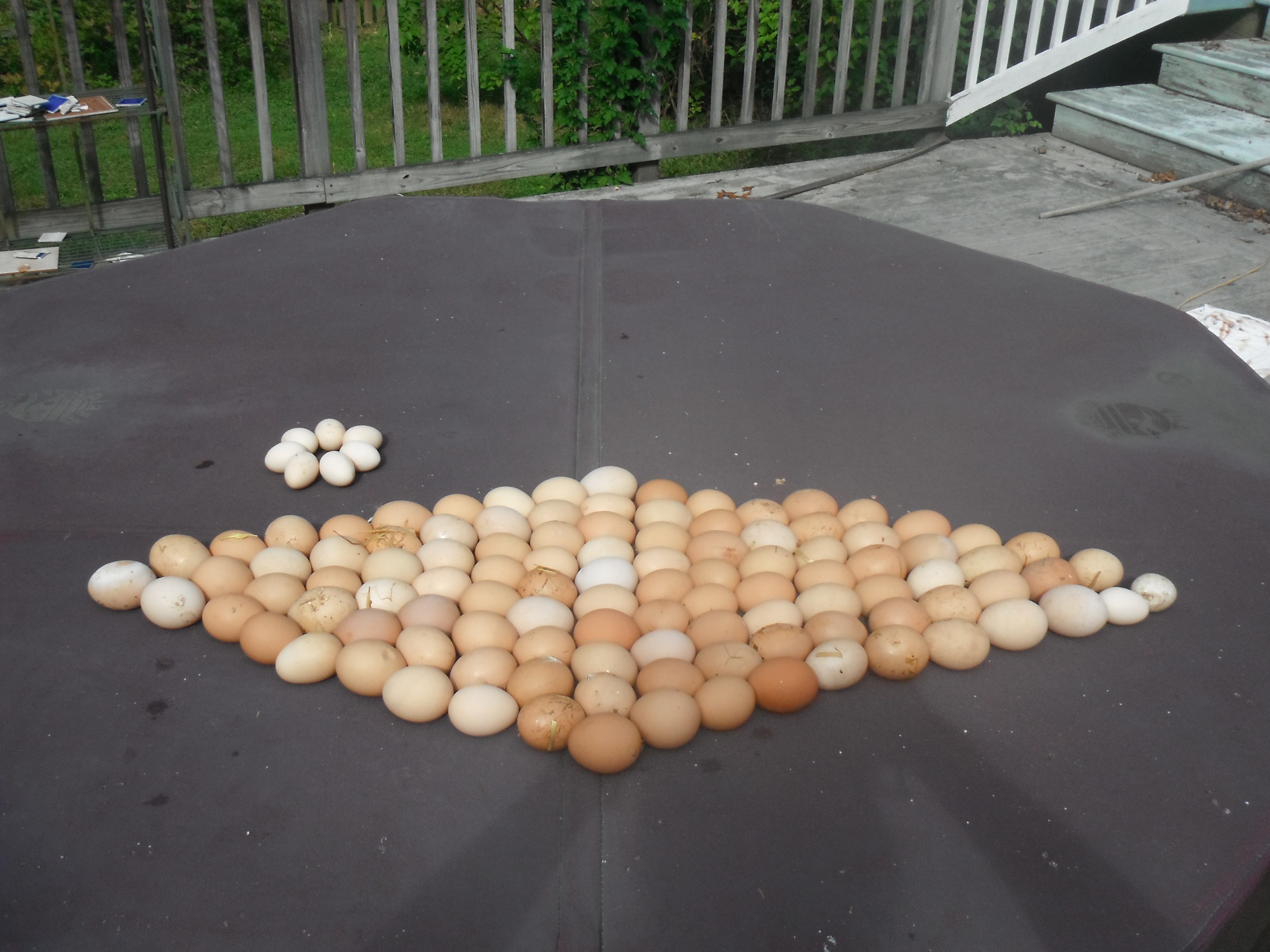 Eggs I had to toss while quaratining my rescues