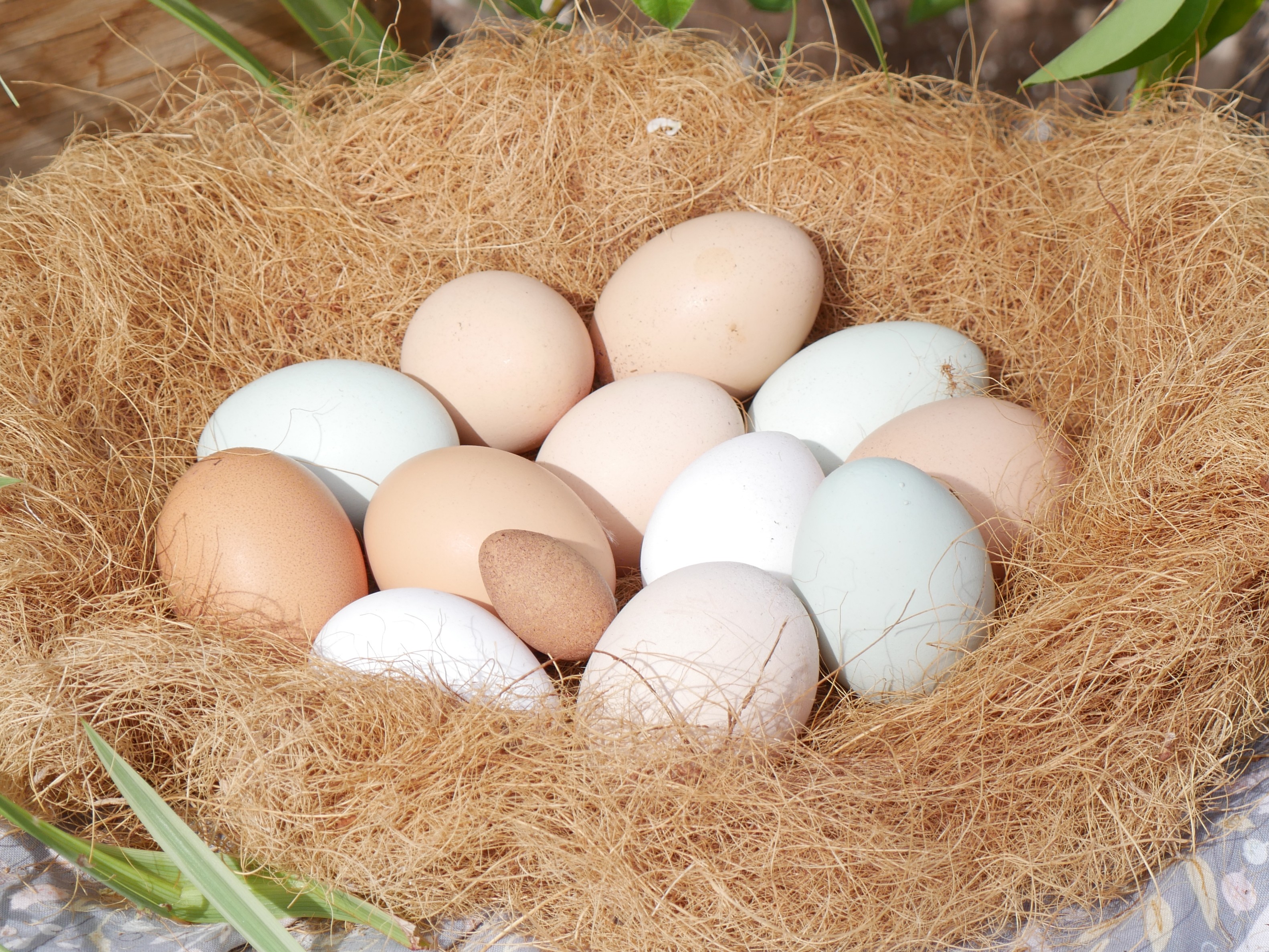Eggs in a nest
