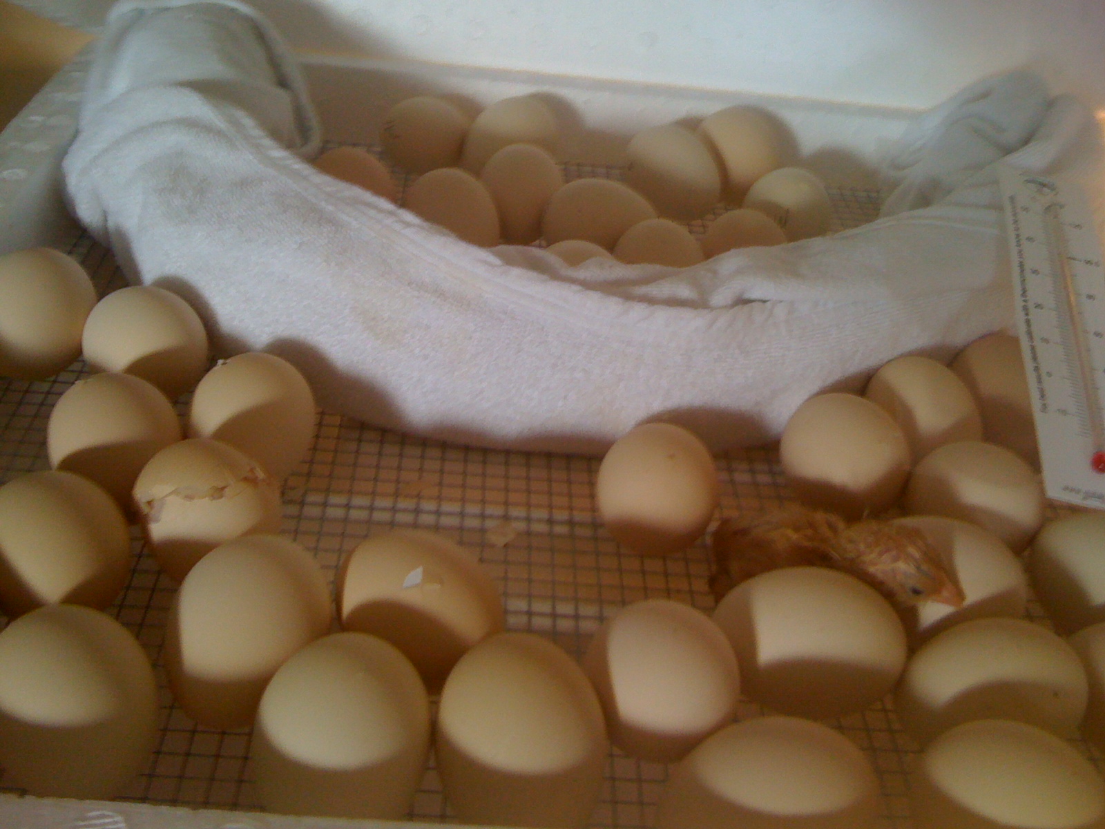 Eggs  in incubator first one to hatch is out of 3/4 Mille Fleur hens