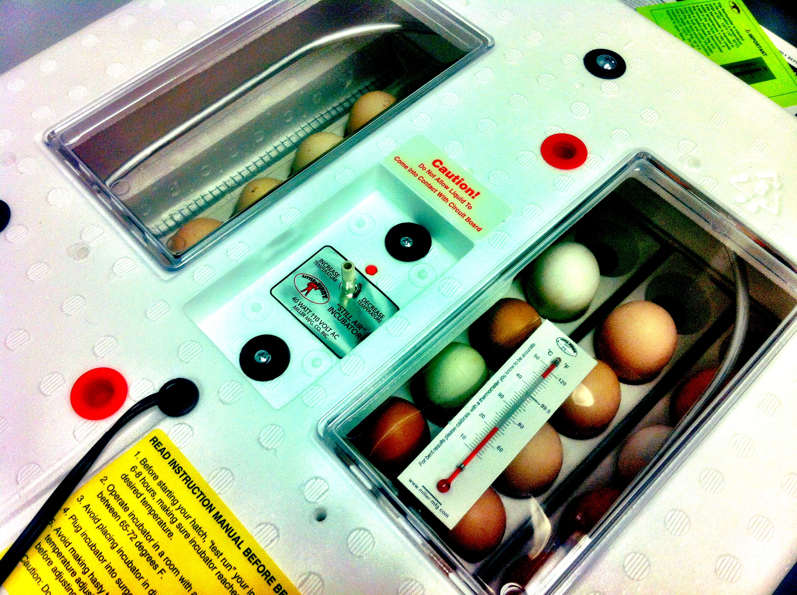 Eggs in the 'bator!