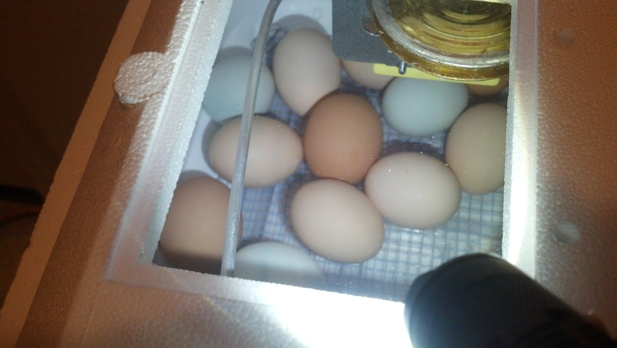 Eggs on day 18! Time to stop turning - hatch is three days away. :)
