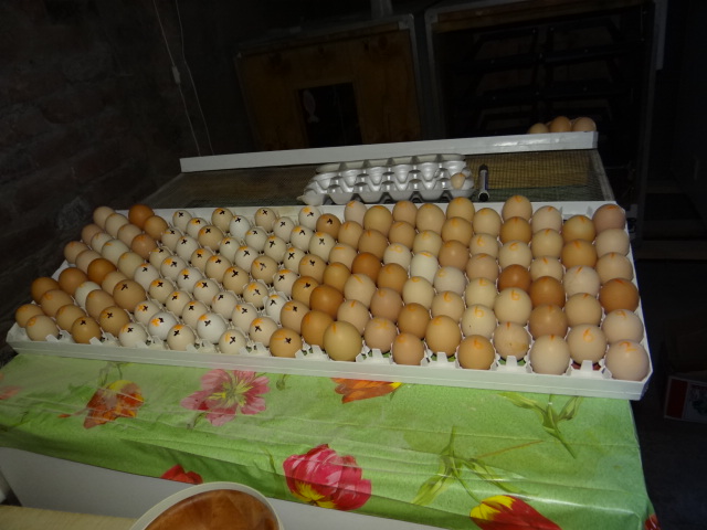 eggs ready for the machine