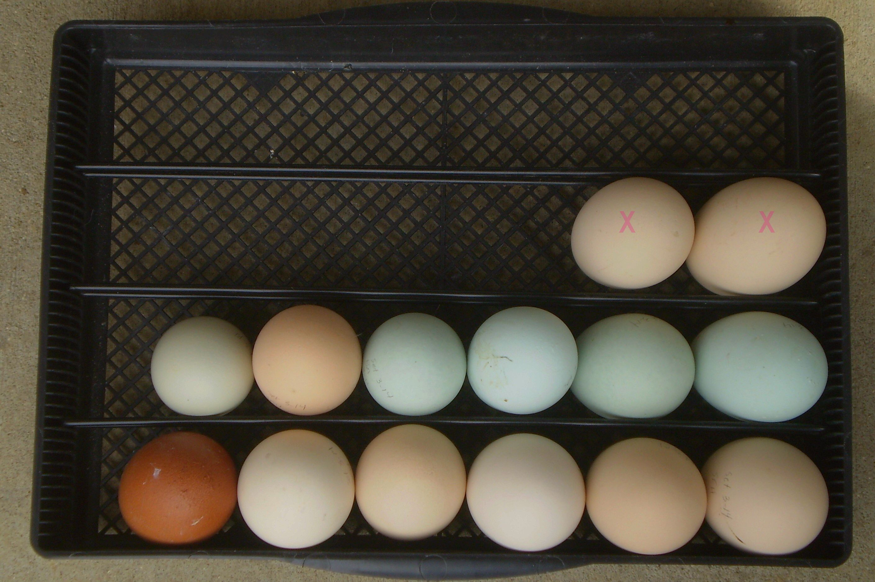 Eggs set for Easter HAL 2015
