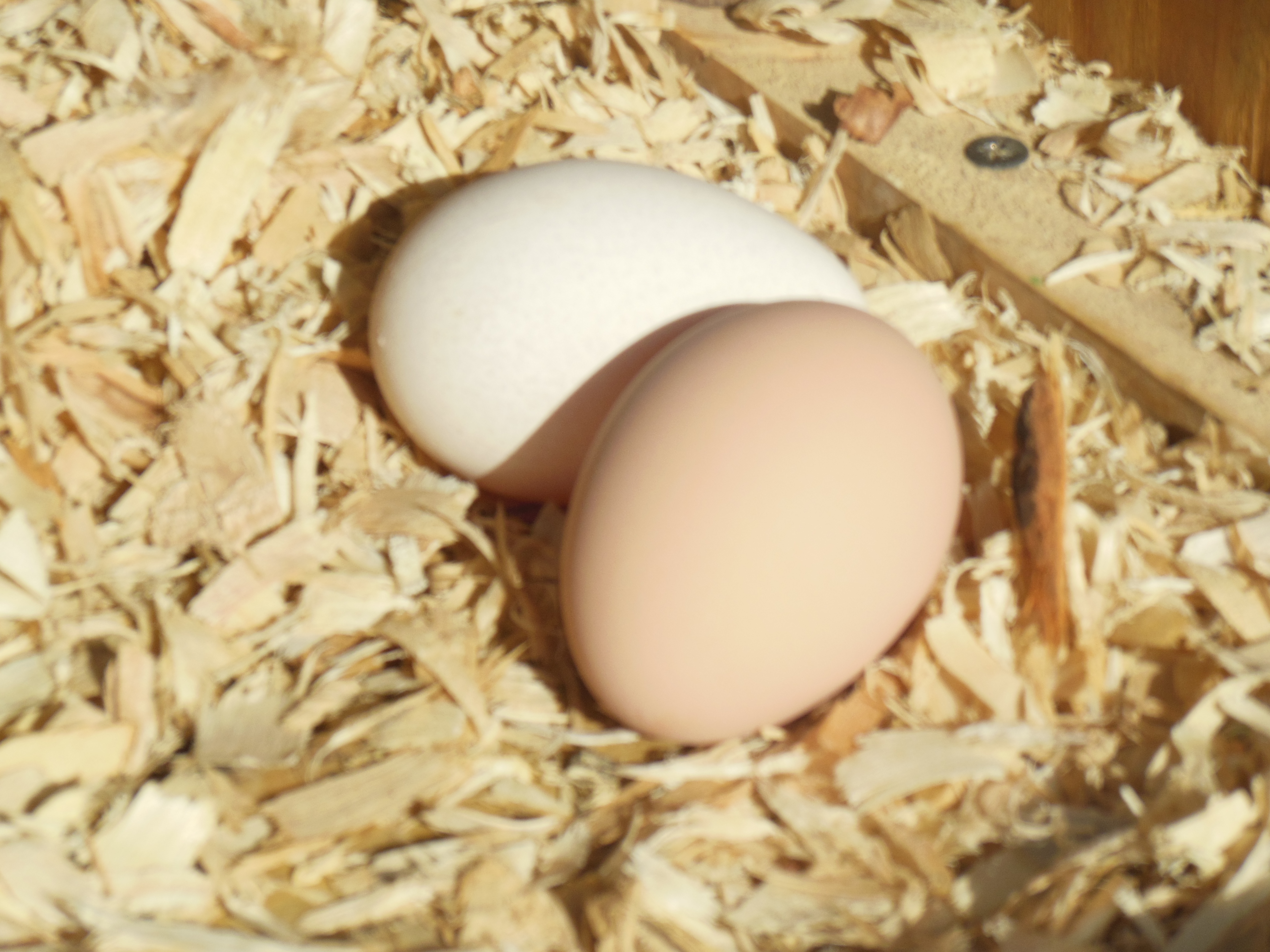 EGGS YAY! :)