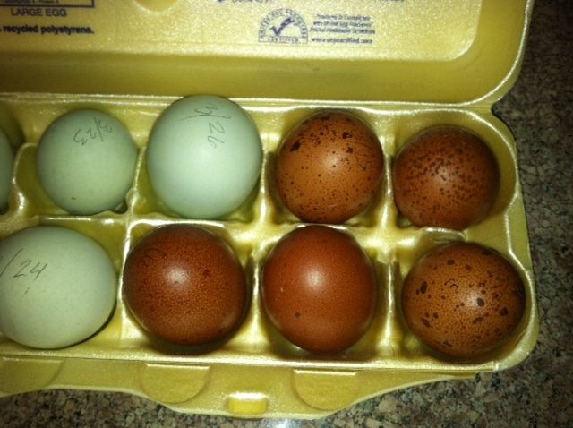 eggs