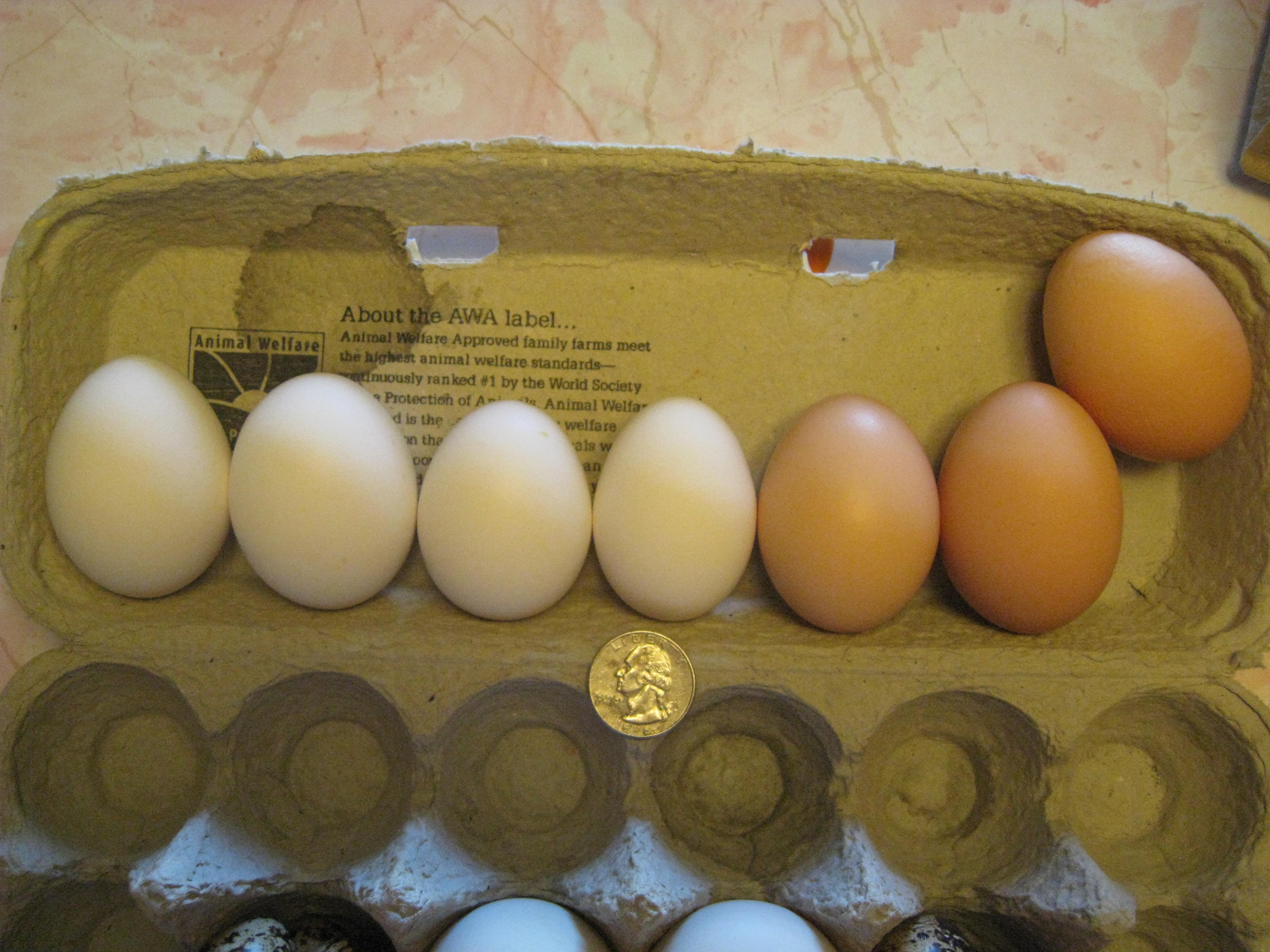 Eggs