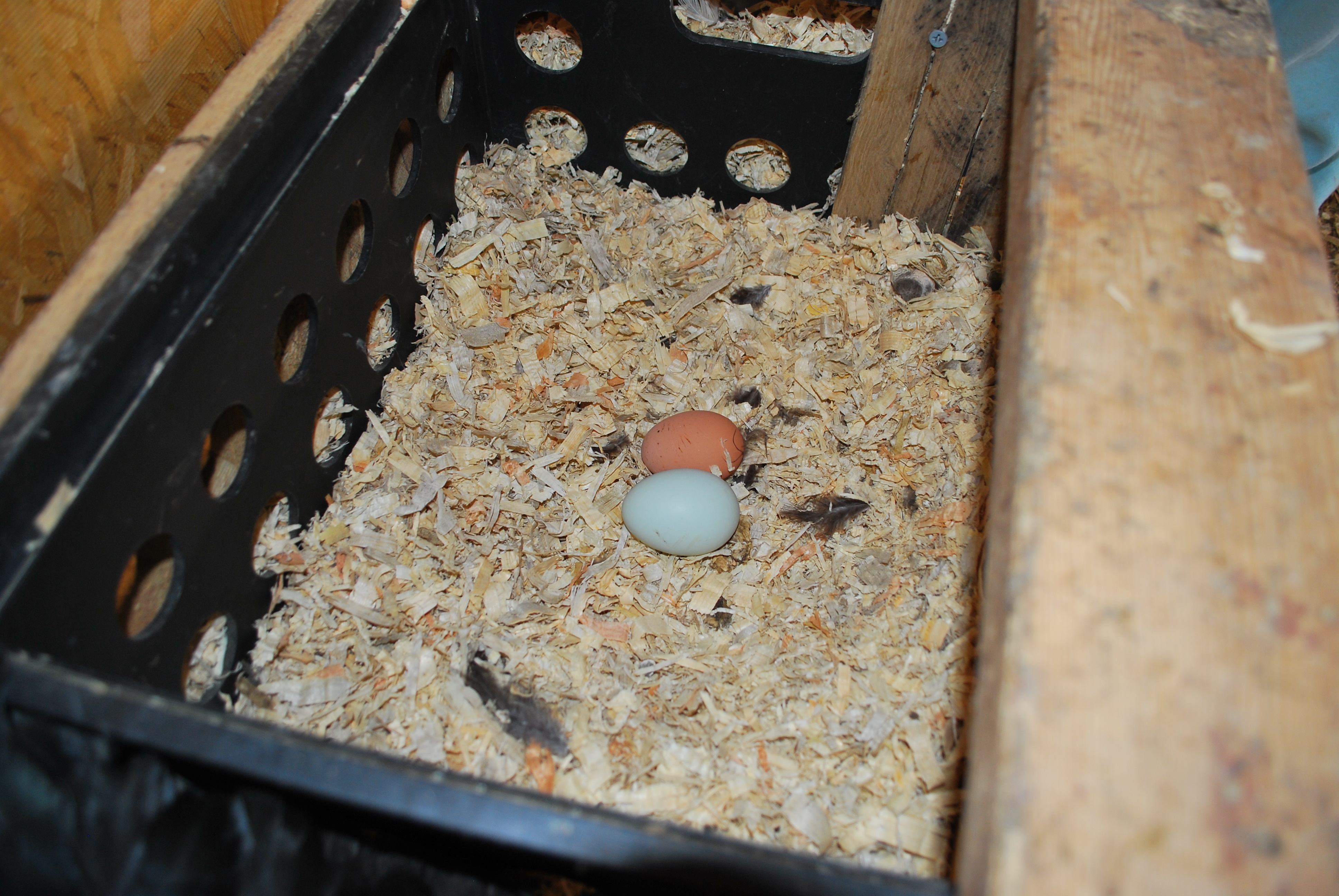 eggs. :)