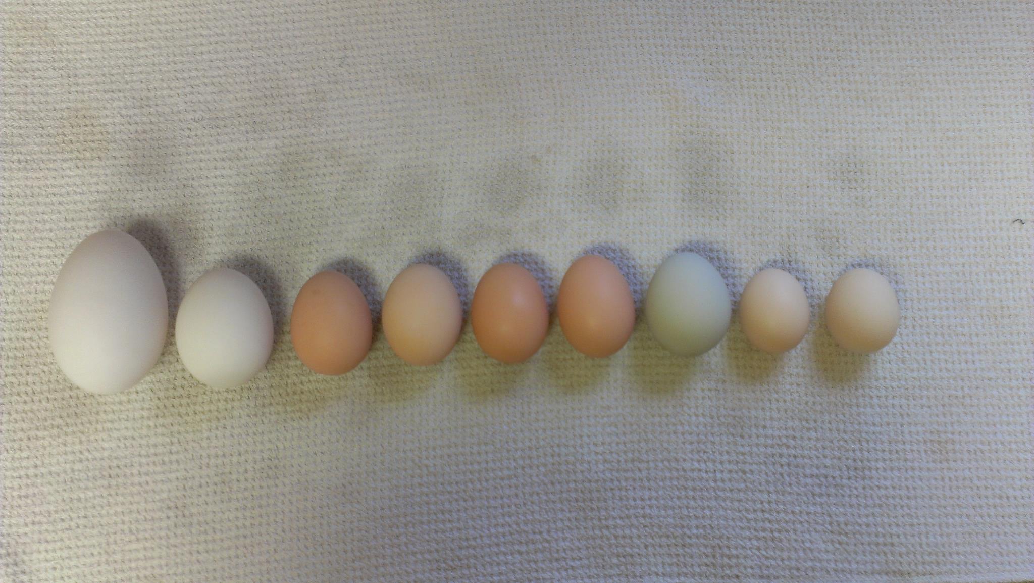 EGGS