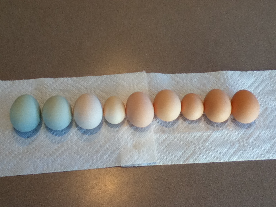 eggs!