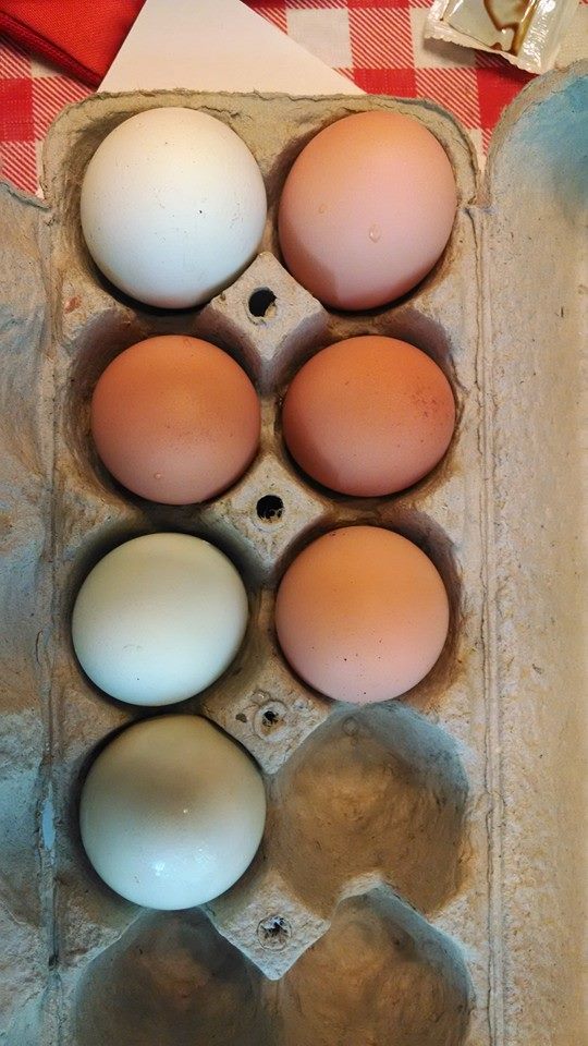 Eggs!