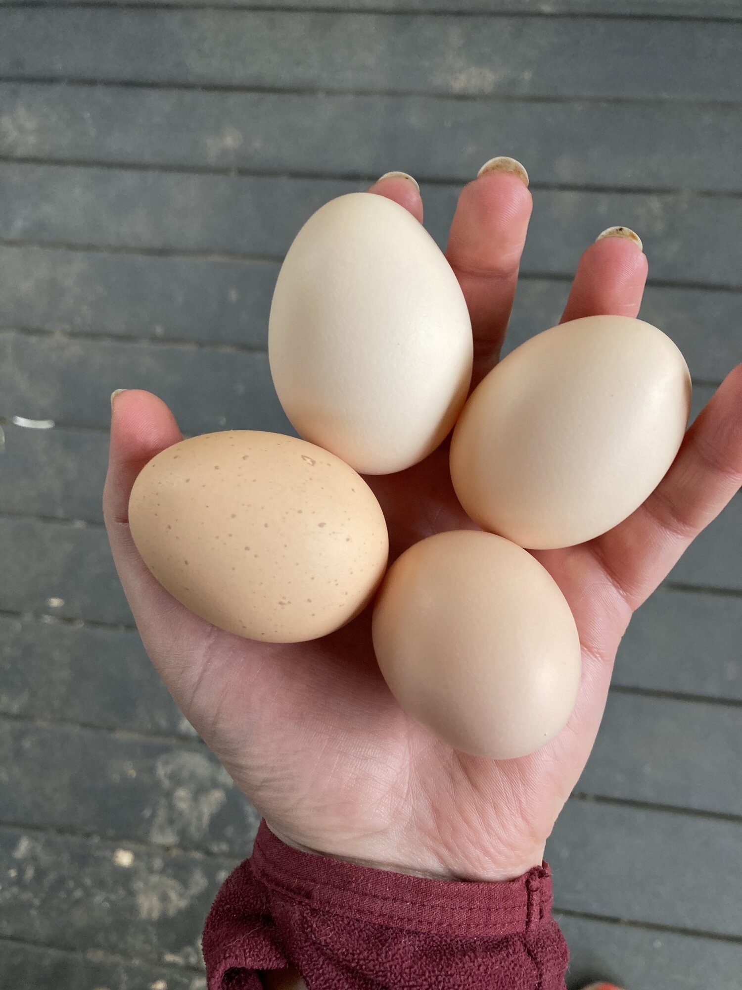eggs!