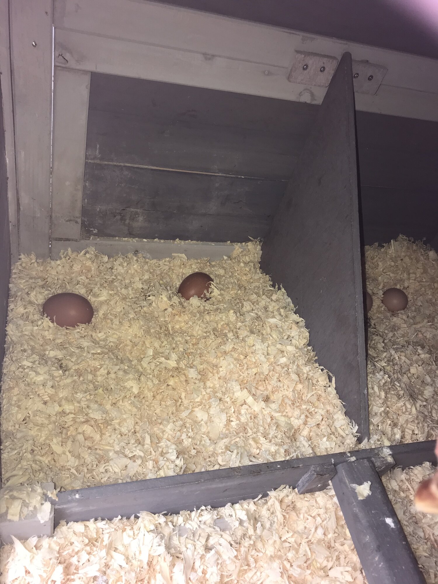 Eggs