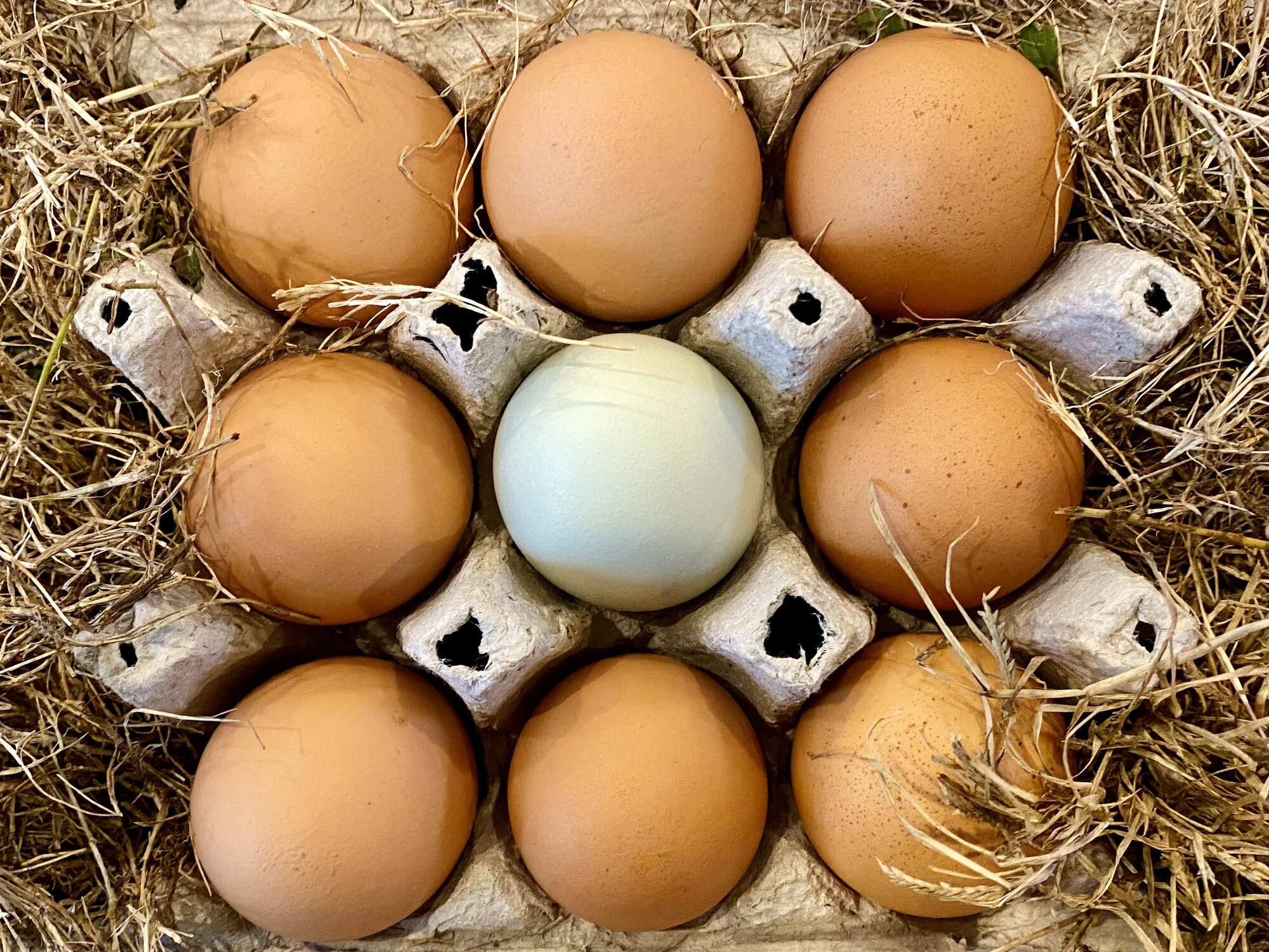 Eggs