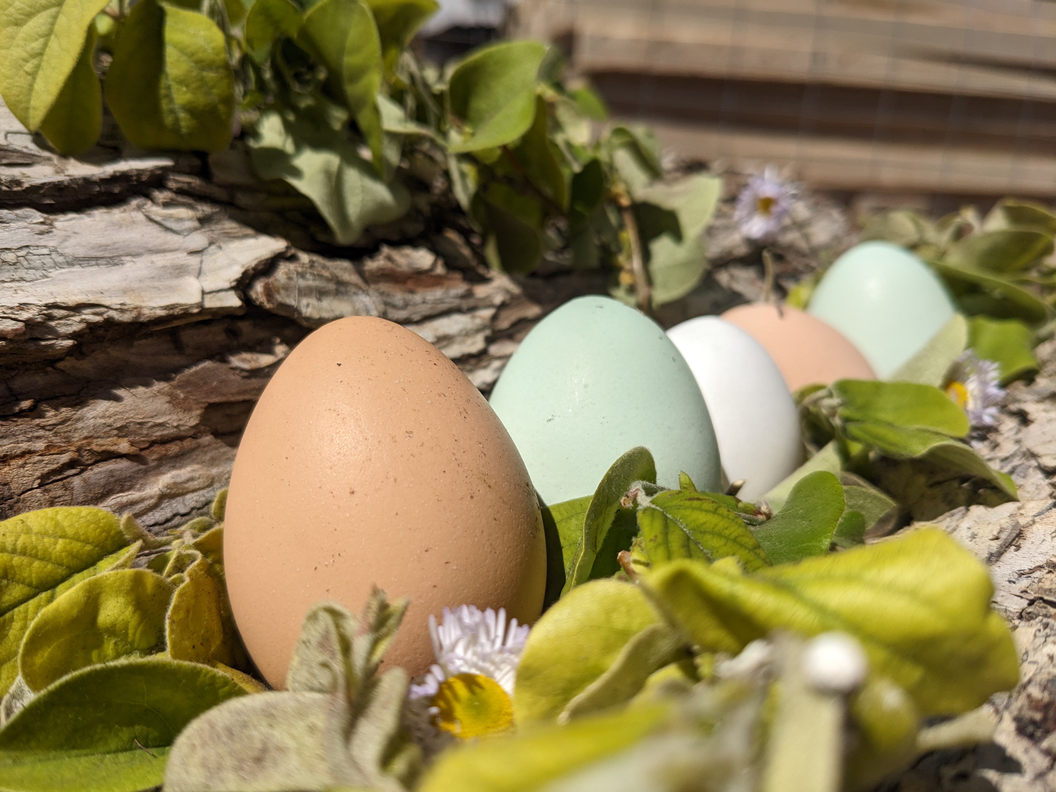 Eggs