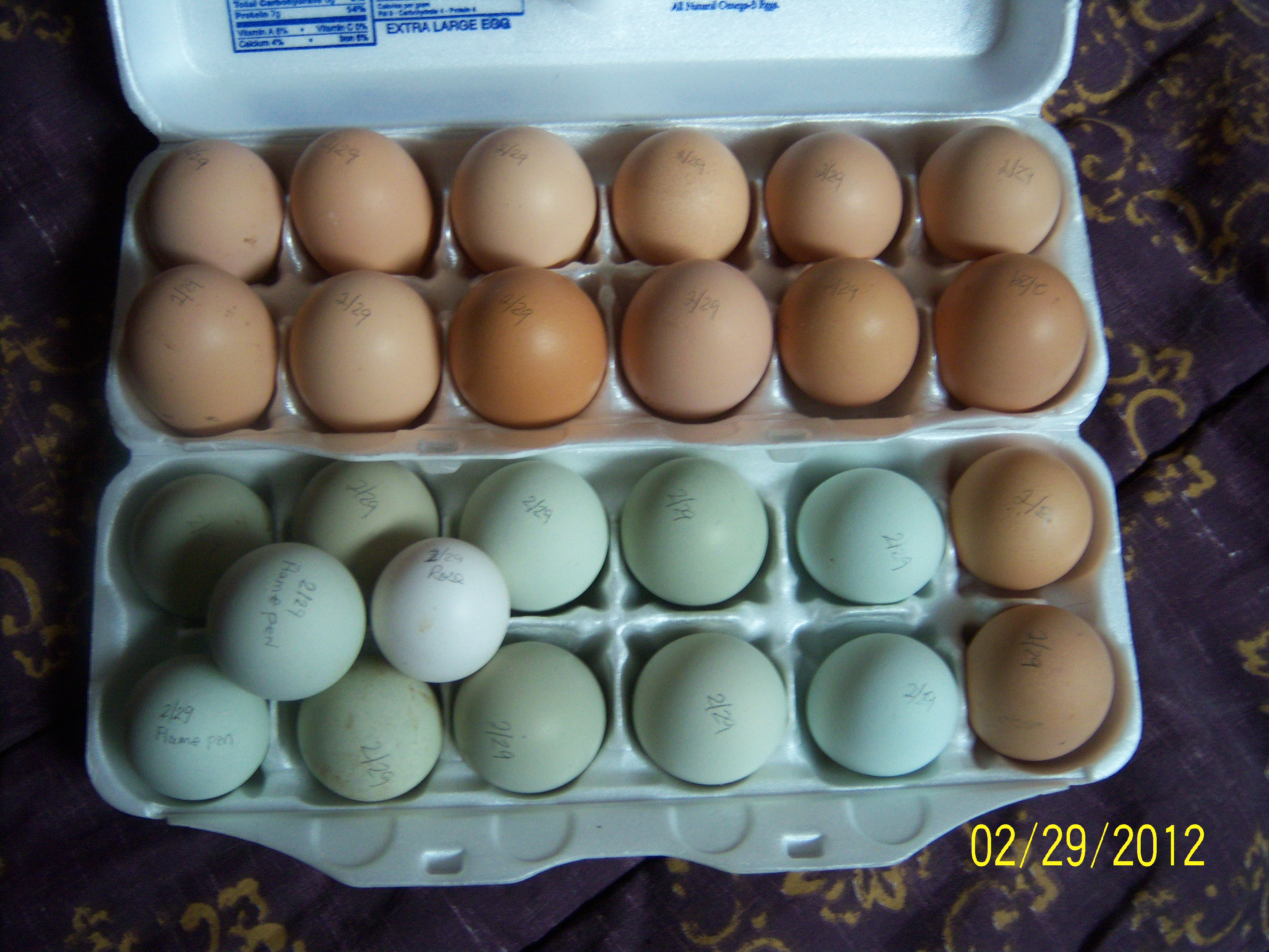 Eggs29Feb2012.JPG