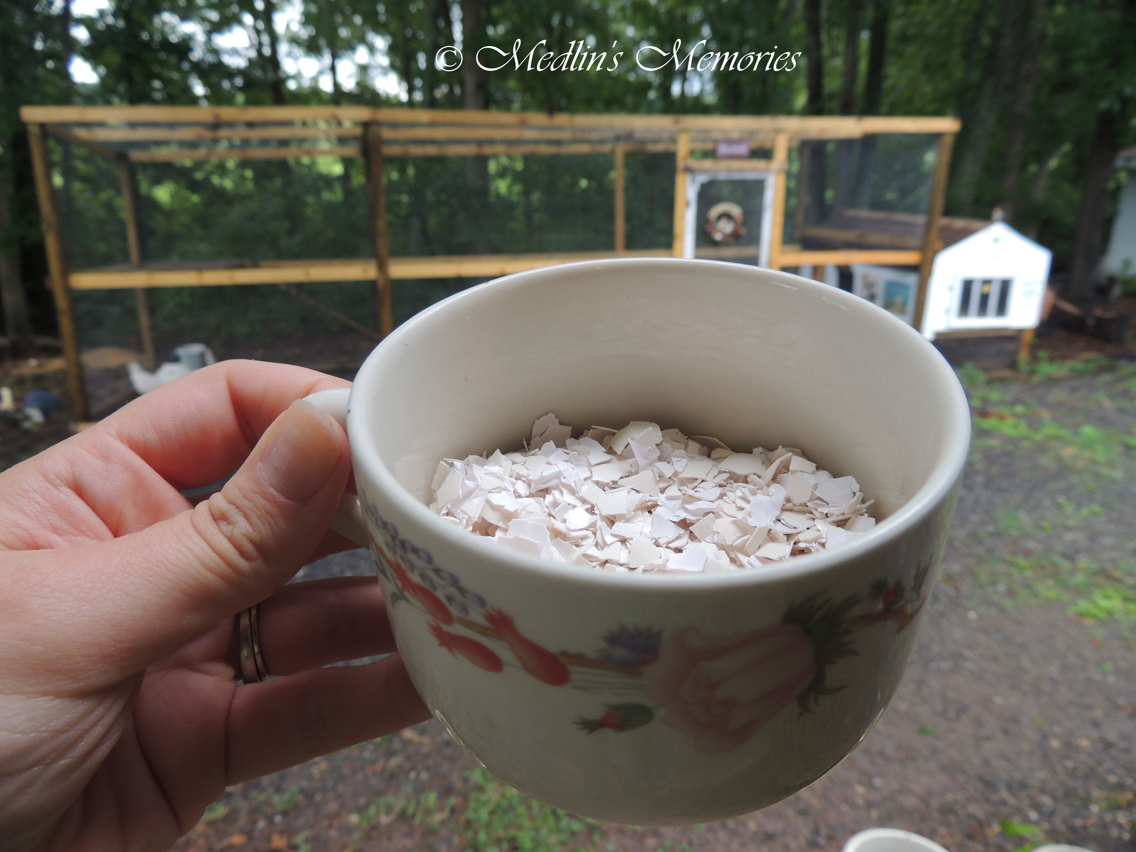 Eggshells.... feeding them back to the ladies.