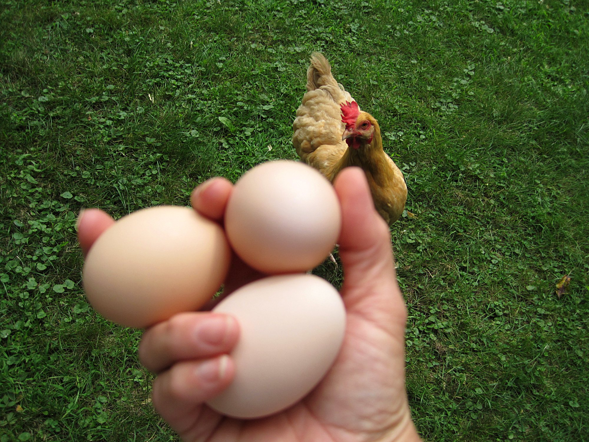 Eggspuppy072117b