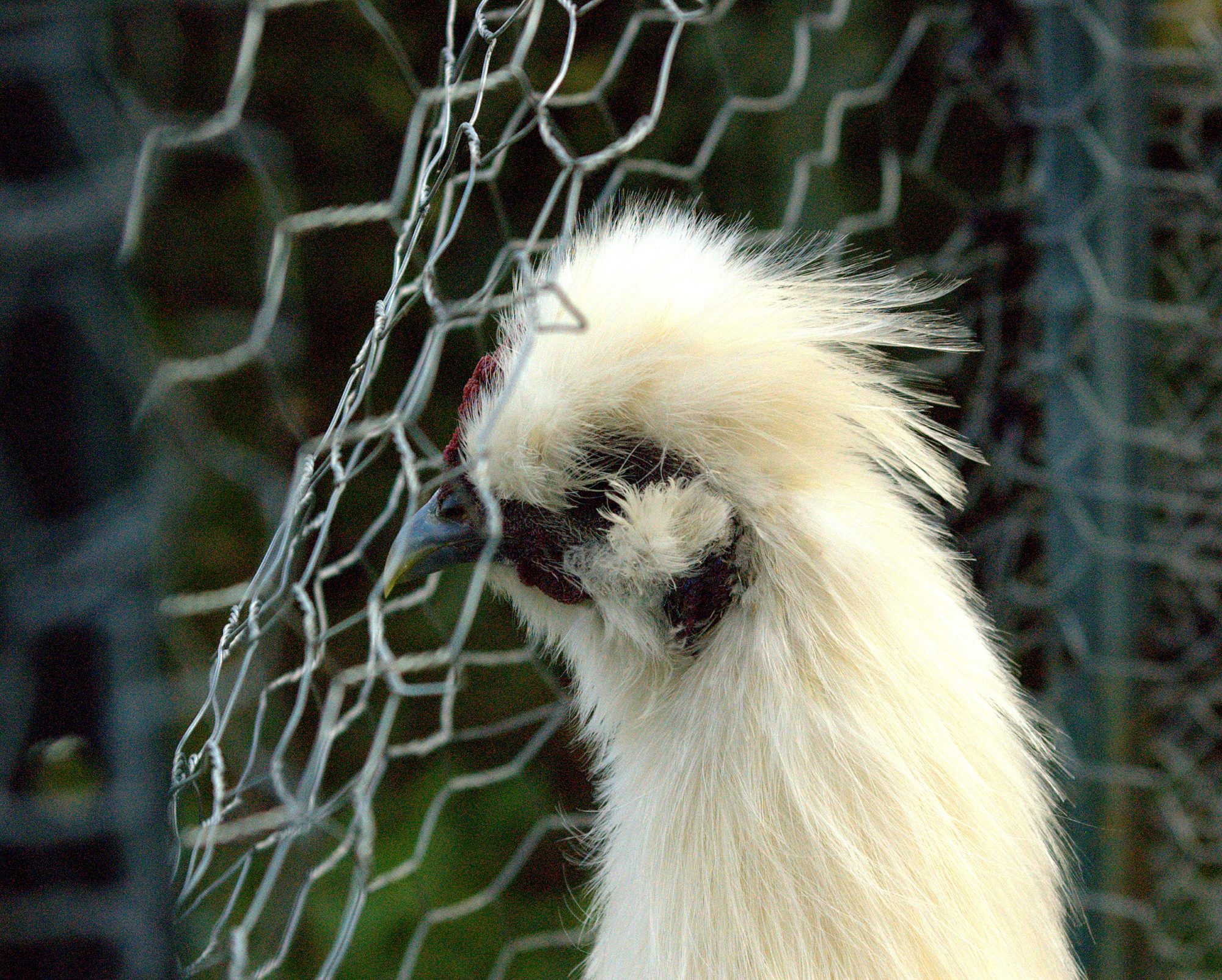 Eggy-Fence