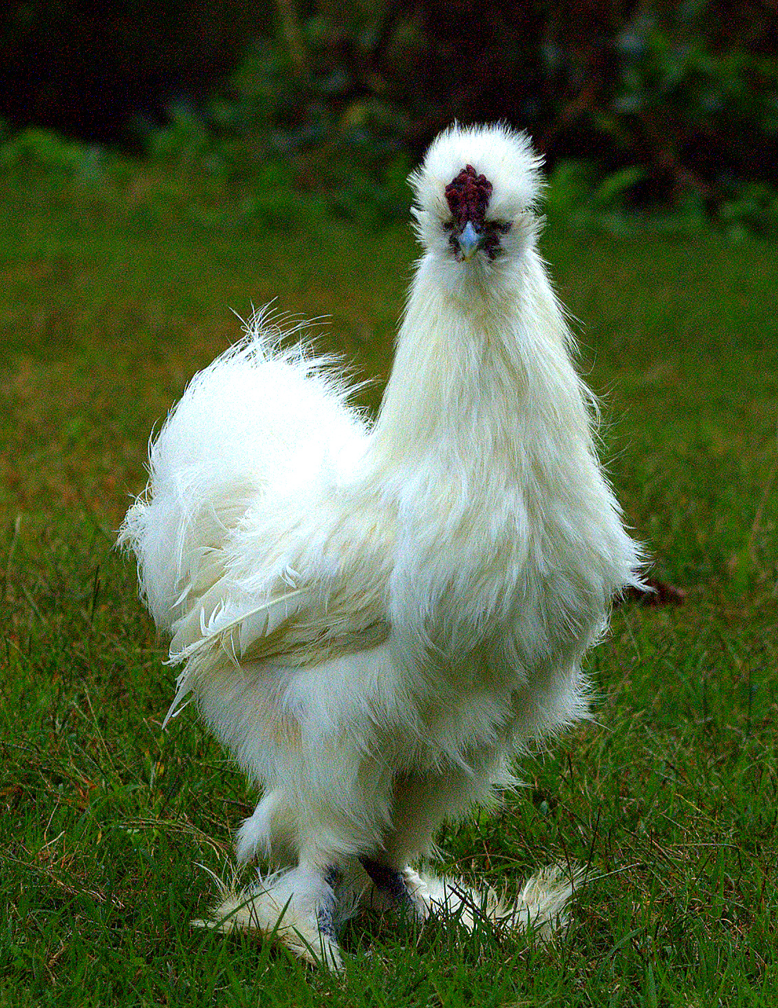 Eggy