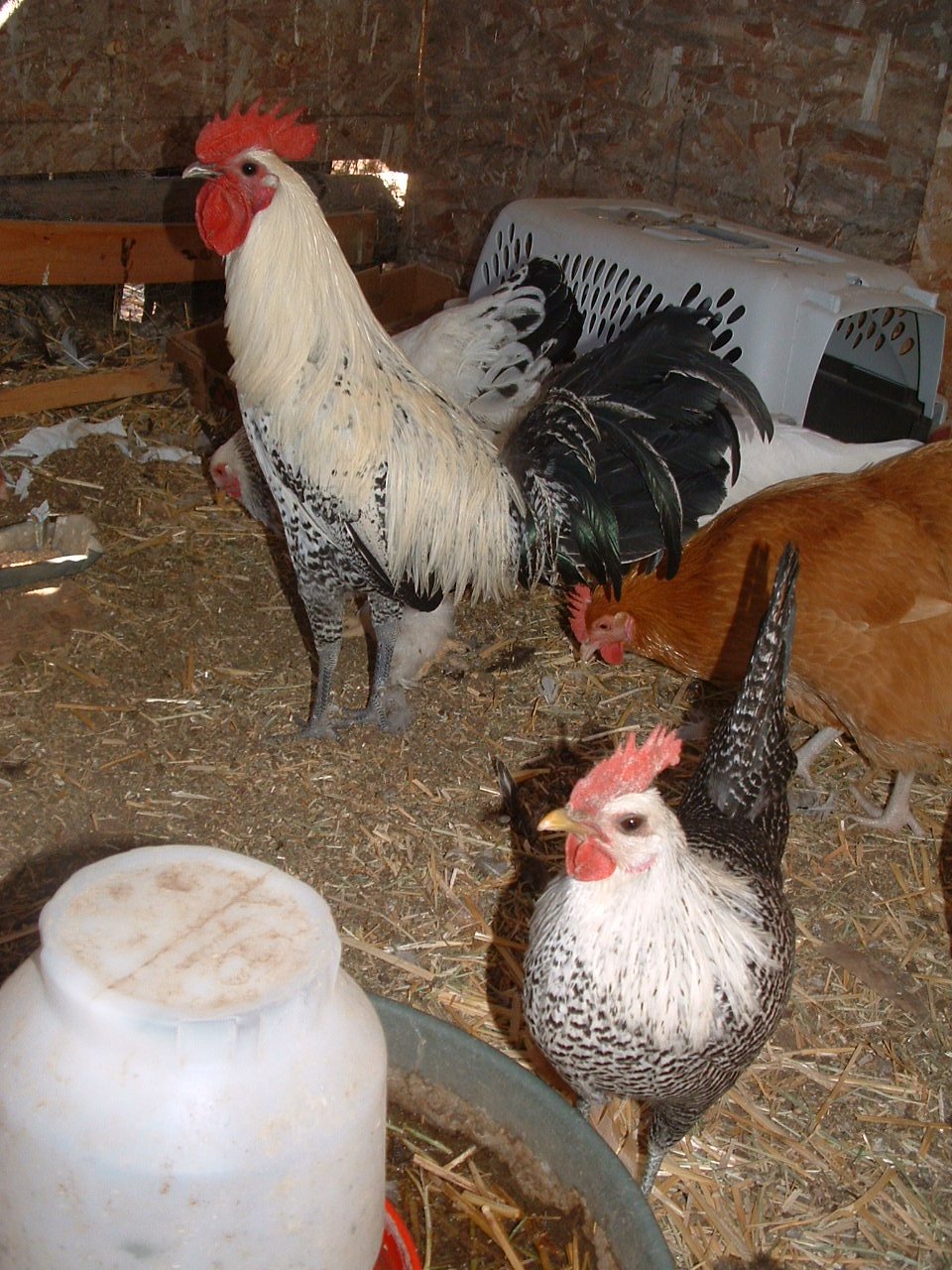 Egyptian Fayoumi, 10-4-12, cock and pullet.
