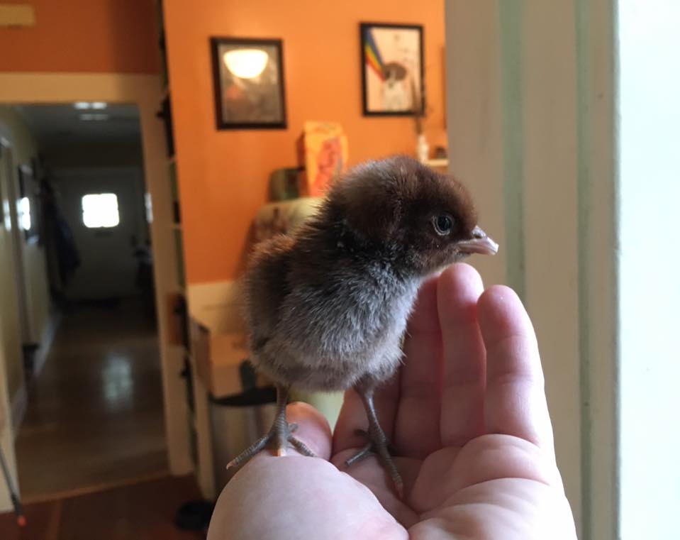 Egyptian Fayoumi Chick from MyPetChicken