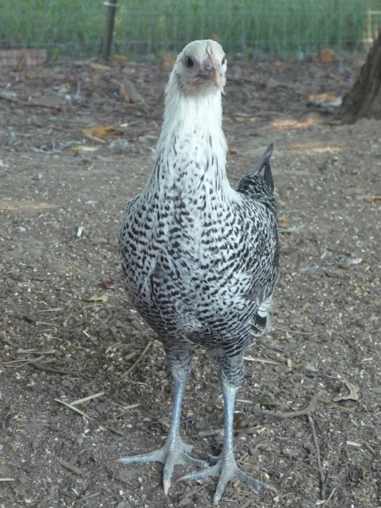 Egyptian fayoumi pullet