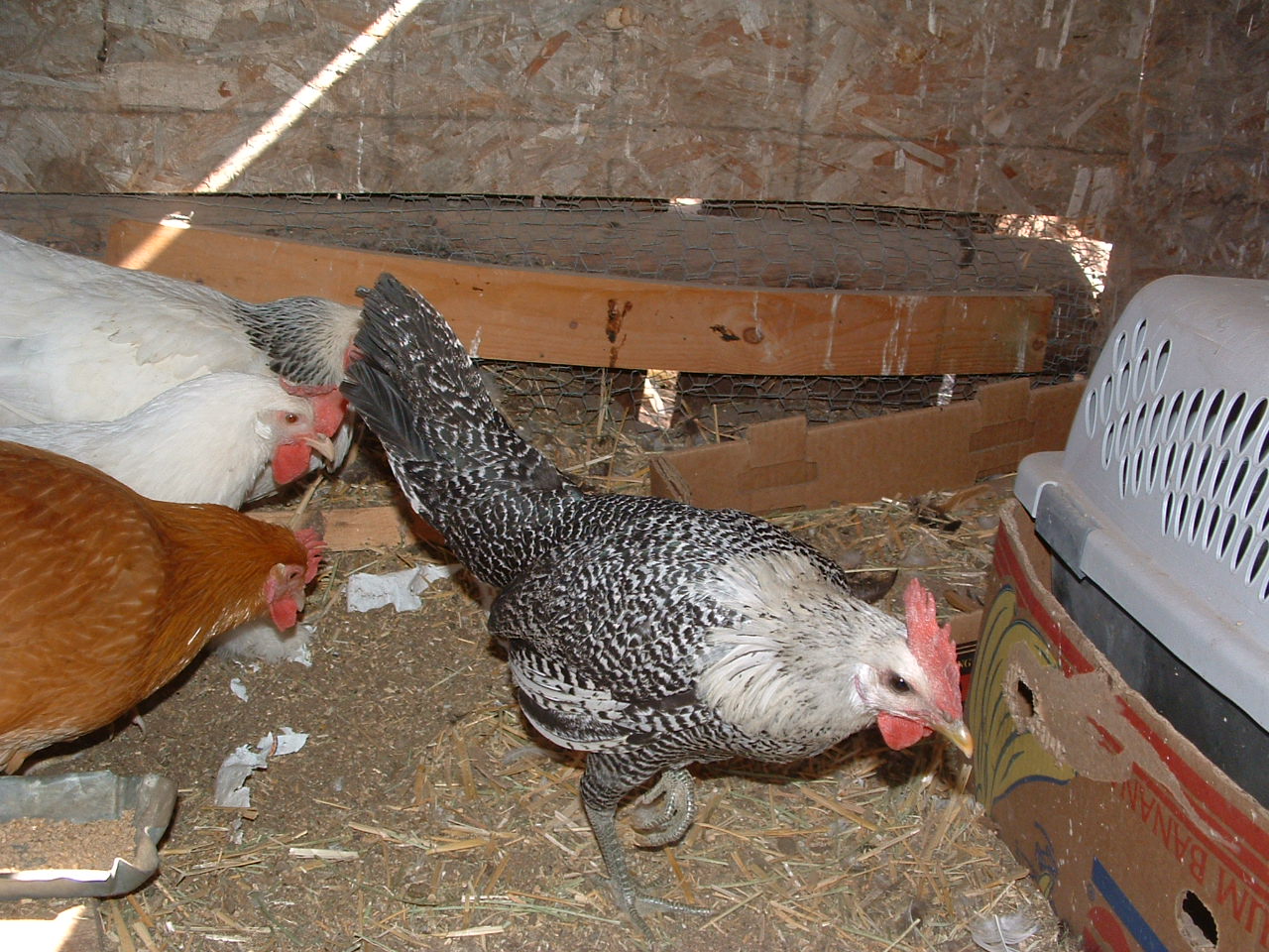 Egyptian Fayoumi pullet.