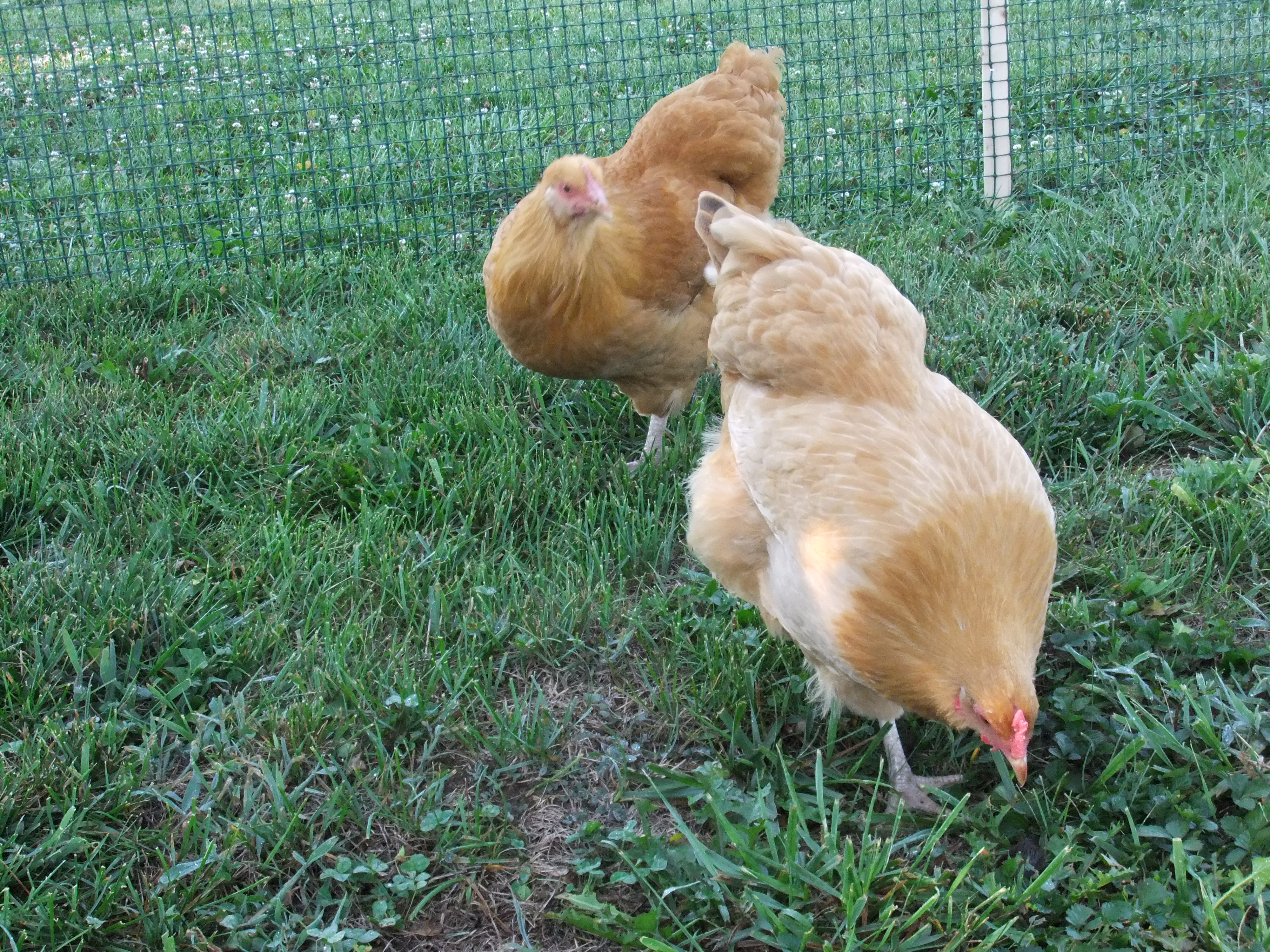 Eiffe and Mable at 24 weeks