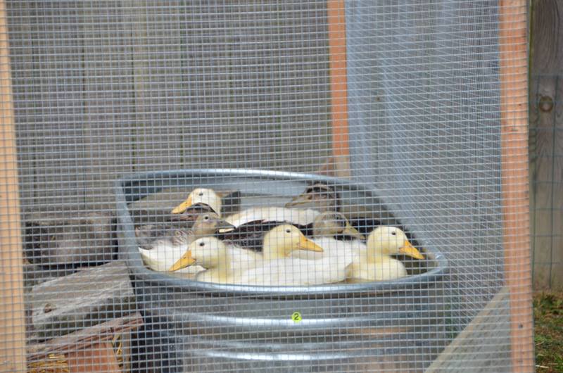 Eight ducks in a tub